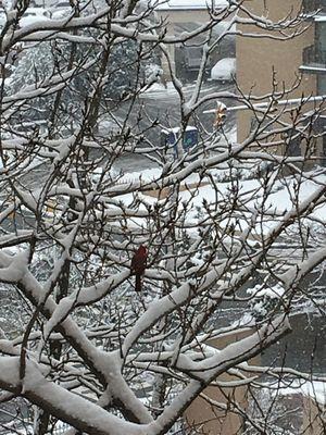 Snow day?  No shoveling, scraping or digging out! Just enjoy the views while your car is safe and sound in the garage.