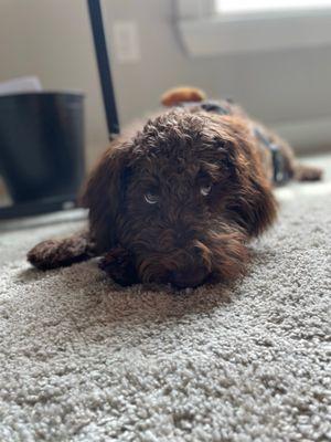 Mountain Creek Labradoodles