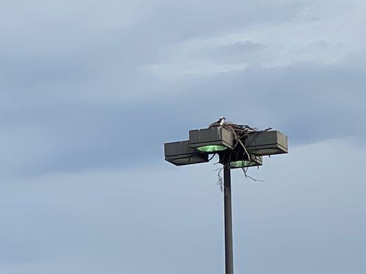 Osprey nest on light pole with recently hatched baby