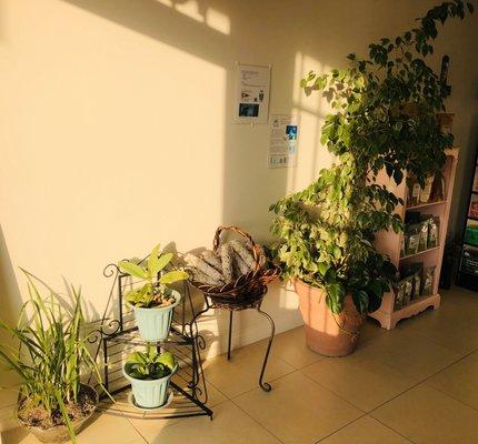 Beautiful and inviting entrance, shop owner is a fan of plants