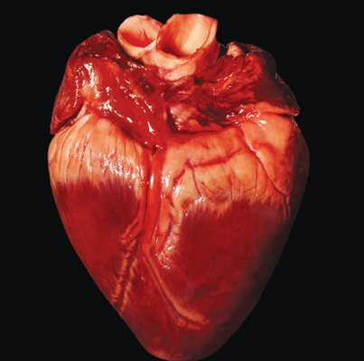 Real Human Heart