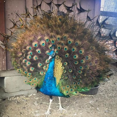 Our peacock friend!