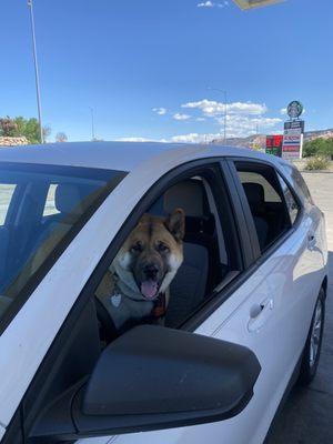 Zelda's riding shotgun.