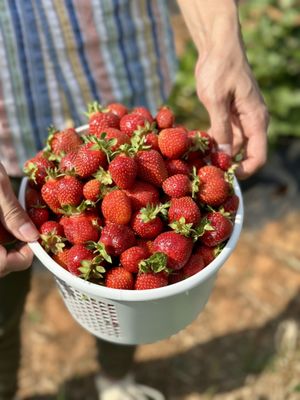 Strawberries!