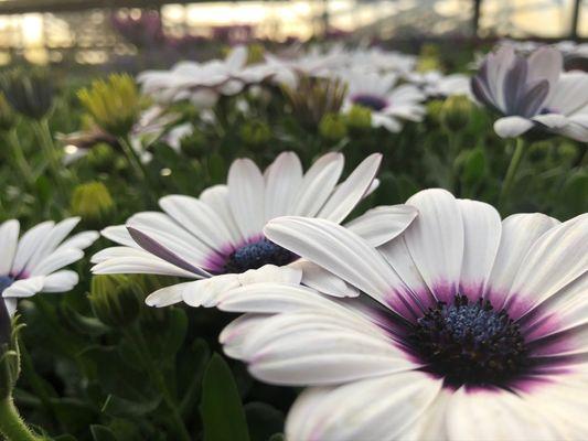 Joe's Greenhouse