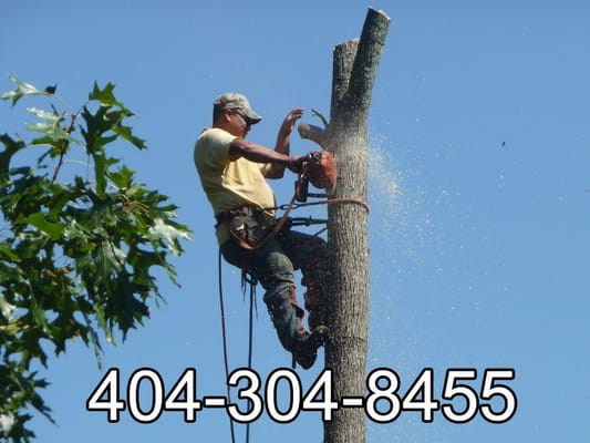 High Climbers Tree Service