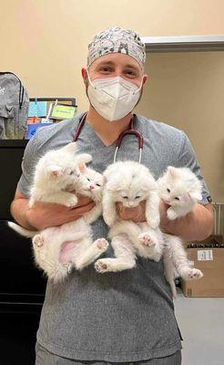 Our experienced veterinarians with the cutest kittens!