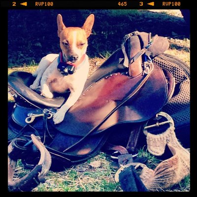 Zoey, the tiny trail dog