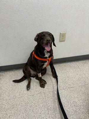 he had to get a heart worm test and his shots. They were so sweet to him he loves going to the vet because he's not scared of them!!