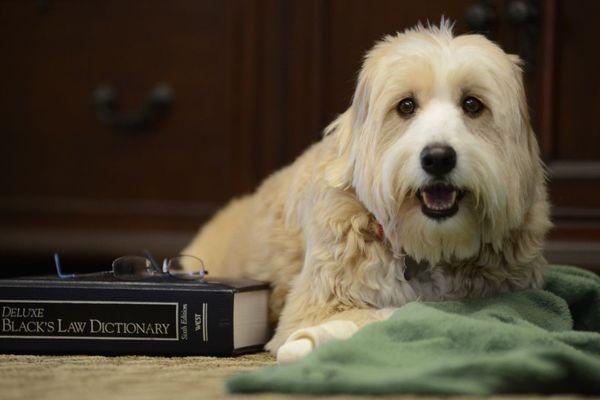 Annie - Our Hypoallergenic Office Dog