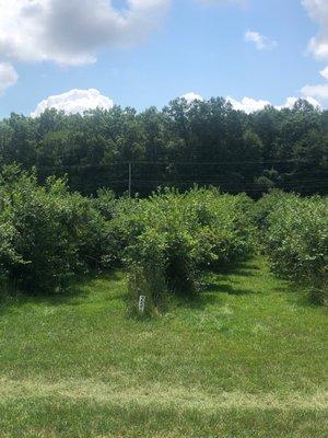 Beautiful blueberry fields.