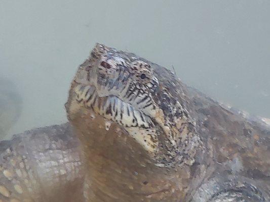 Snapping Turtle