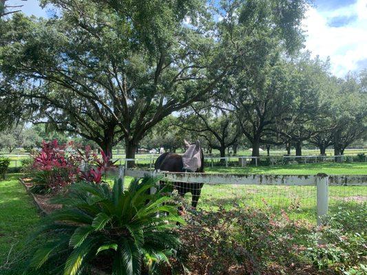 Summer in full swing with Horse on Pasture