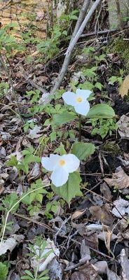 Trillium