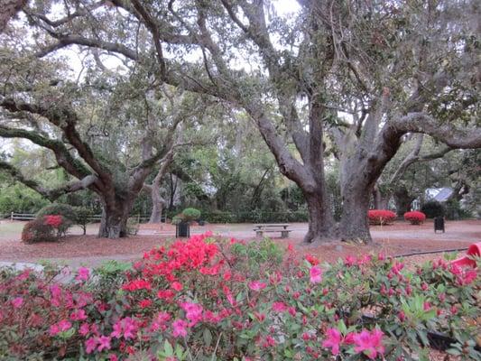 Huge Live Oak trees to enjoy along out Segway Tour located at Alhambra Hall.