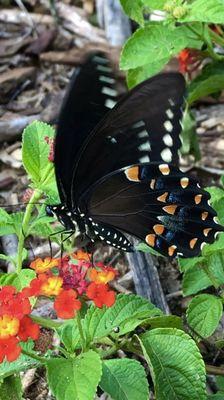 Lantana planted and bringing all types of butterflies! I payed about 5-6$ for one and it was well worth it.