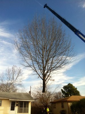 Lifting a whole tree out of a hard to reach place with our 100 ft. reach crane!