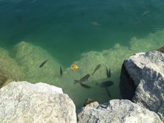 Fish in the quarry