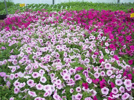 Wave petunias