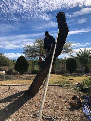 Port Tree Removal & Trimming