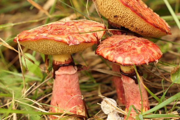 Beautiful and fascinating fungi