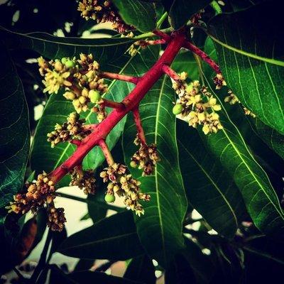 Mango flowers