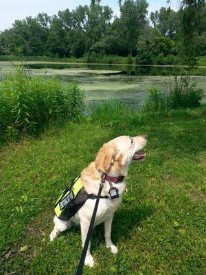 Fishing Pond & Doggo