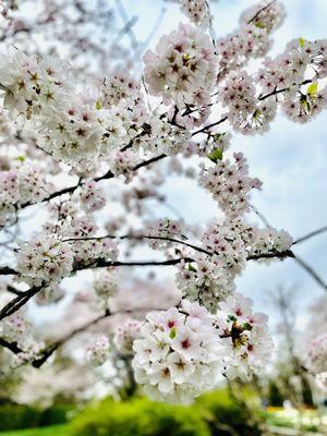 Cherry Blossoms