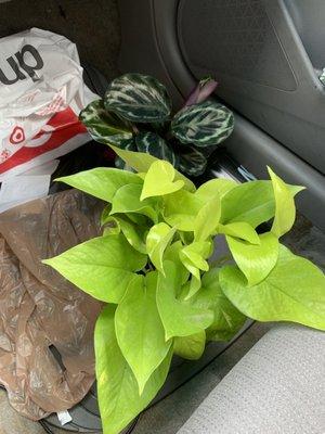 Pothos I bought with the Calathea I won!