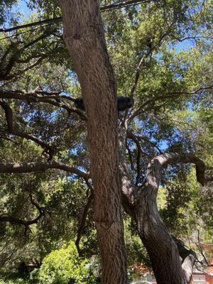 Tree Mounted Cameras