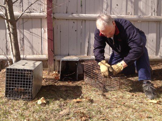 Jim Comstock setting us for pesky woodchucks crawling under a fence line at a customers home.