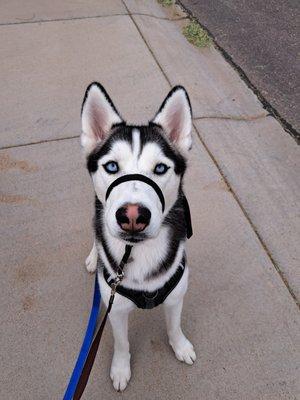 Kona being a handsome man