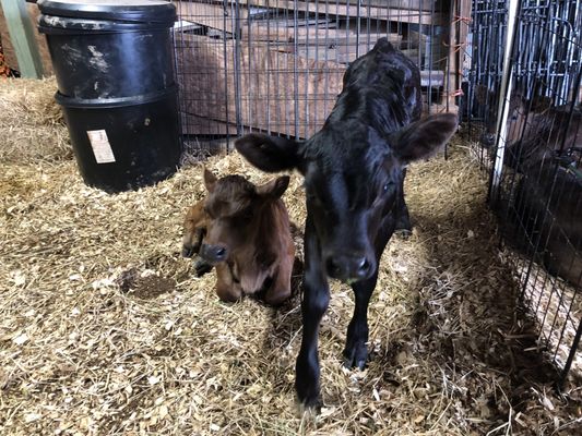 Baby cows doo doo doo doo doo doo!