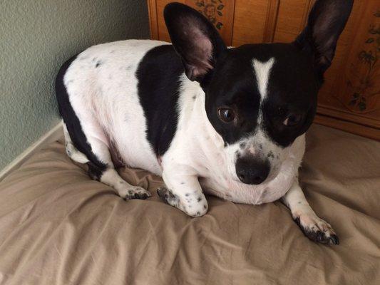 Miss Mandi - all set from her bath.