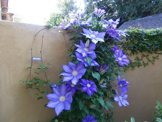 Amazing Clematis  in summer sparkles up this corner of a Palo Alto garden.