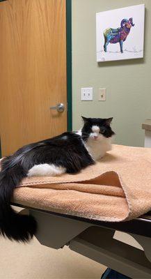 Kitty patiently waiting to meet her new vet