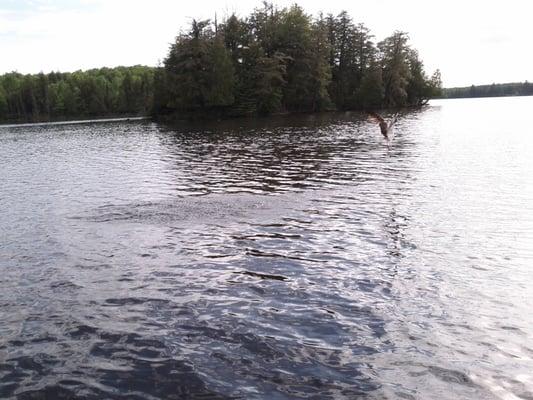 Osprey catching lunch on the lake. We saw eagles, loons, osprey, deer, pike, bass, perch, and more!