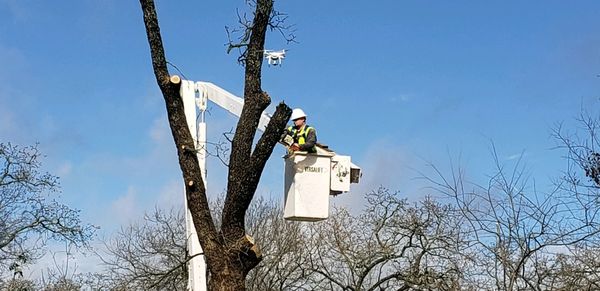 Crew taking down a large oak at a city library.