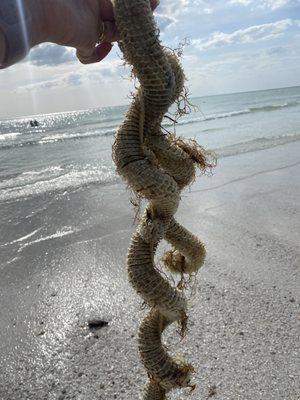 Mermaid necklace or sea snake