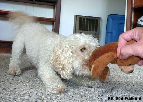 That's Chase and I playing a little game after our walk. Lightest dog I've ever interacted with.  Light as a feather.