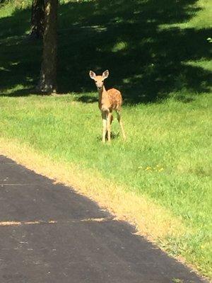 Spotted a baby dear while Walking through casperson Park