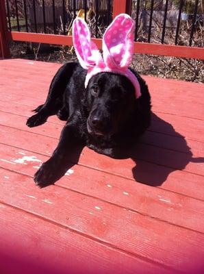 Lambert wants to wish you all Happy Easter