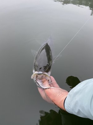 Herring fly gets the big eat