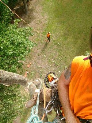 The rope man is responsible for keeping the tree climber, the property, and the crew safe.