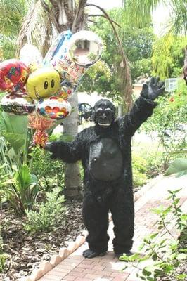 www.PalmBeachBalloons.com   Gorilla-Grams