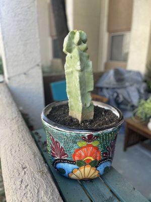 Repotted thornless totem pole cactus