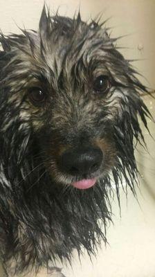 Smokey enjoying his bath