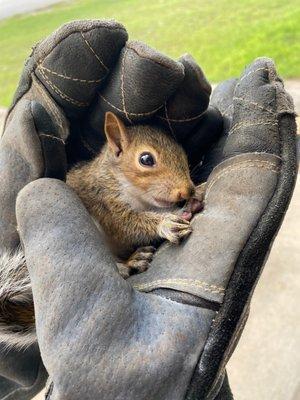 Squirrel rescued from attic