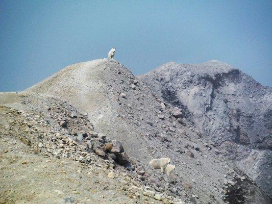 Mount St Helens Institute