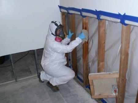 Mold Remediation in progress